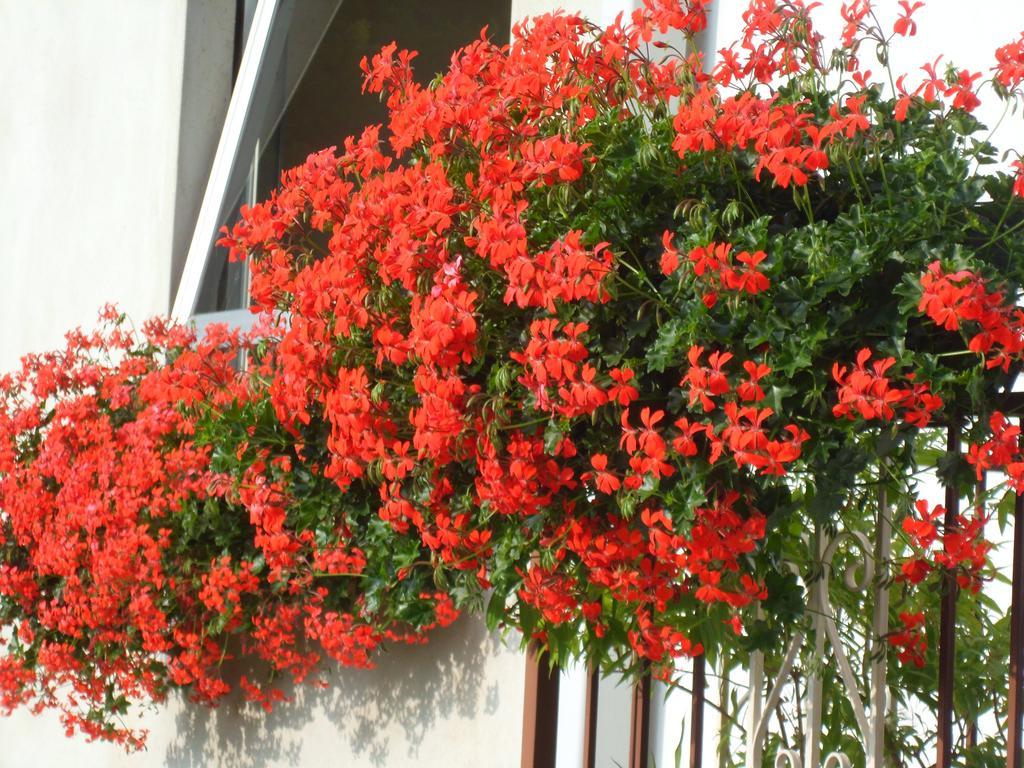 Albergo Ristorante Regina Bognanco Εξωτερικό φωτογραφία